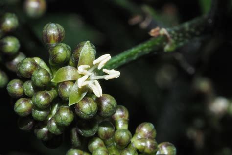 福祿桐為什麼會開花|這「五種花」，象徵著「招財、旺家」，難怪越來越多人在養！